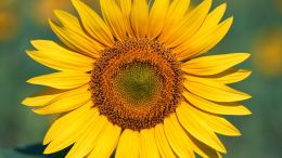 Student Q&A with Guy on "Go Beyond Painful Limitation to Realize Fearless Being" (6/30/21)