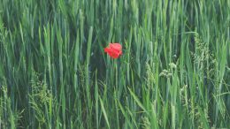 Online Study Group Meeting for Tuesday (5/5/2020)