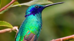 Student Q&A with Guy on "Transform Old Negative Reactions into New Self-Understanding" (3/17/21)