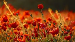 Student Q&A with Guy on "Go Beyond Painful Limitation to Realize Fearless Being" (6/30/21)