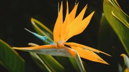 Student Q&A with Guy on "Go Beyond Painful Limitation to Realize Fearless Being" (6/30/21)