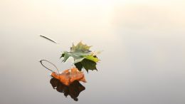 The Challenge of Practicing Non-Resistance in Everyday Life