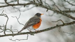 Online Study Group Meeting for Monday (1/15/2024)