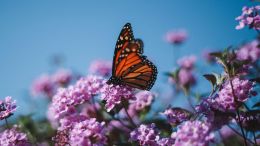 Saturday Student Q&A with Guy Finley (3/2/2019)