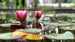 Give Your Attention to What is True