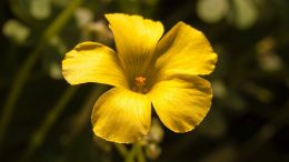 Move from the Mental How into the Spiritual Now