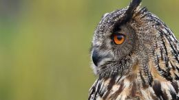 Move from the Mental How into the Spiritual Now