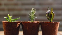 Welcome This Healing Truth and Outgrow Whatever Troubles You in Life