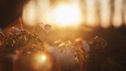 Blessed Are Those Who Are Reviled For Their Love of What Is Right and Full of Light