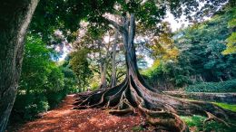 Discover the Unseen Root of Addiction, Dependency and Other Self-Destructive Choices