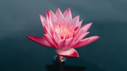 The Power to Realize Perfect Peace