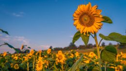 Catch the Runaway Reactions that Rule Painful Moments