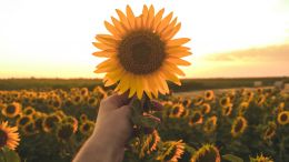 Your True Nature is the Nature of Freedom