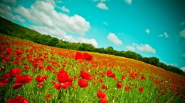 Student Q&A with Guy on "Go Beyond Painful Limitation to Realize Fearless Being" (6/30/21)