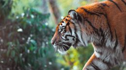 Transform Any Weakness into True Spiritual Strength