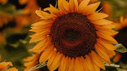 Student Talks on "Work with These Six Words and Watch Your Fears Disappear" (8/5/22)