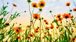 Student Q&A with Guy on "Go Beyond Painful Limitation to Realize Fearless Being" (6/30/21)