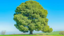 Identifying With a Negative Reaction is Not Inevitable