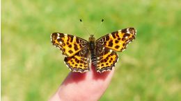 Don't Fear What Life is Trying to Show You