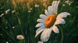 Student Q&A with Guy on "Go Beyond Painful Limitation to Realize Fearless Being" (6/30/21)