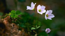 Seek Ye First the Kingdom of Heaven