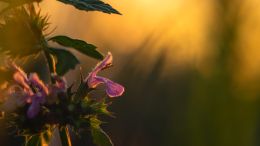 See this Unsuspected Source of War and Realize a Peace that Passes All Understanding