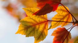 Student Talks on "Find the Missing Piece of Yourself and Realize a Peace Beyond Imagination" (10/13/23)