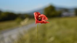 Transform Resistance Into Self-Liberating Realization