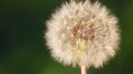 Lingering Pain and Trauma