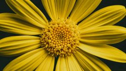 Lingering Pain and Trauma