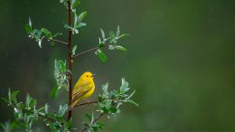 Realize Your True Self and Be Released from Tension and Fear