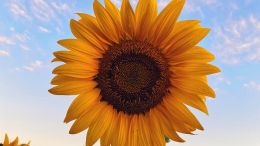 Four Insights that Guarantee Self-Success 