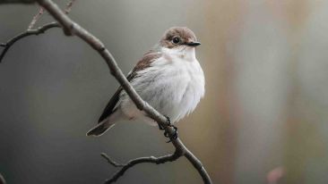 Use Higher Attention to Free Yourself From Harmful Tension