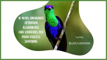 10 Ways Awakened Attention Illuminates and Liberates You from Useless Suffering (Blog)