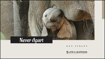 Never Apart (Blog)