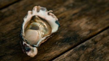 In Search of the Pearl of Great Price