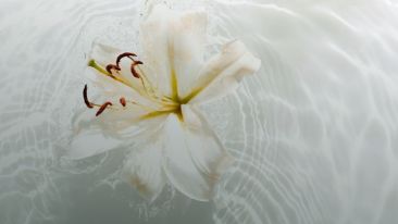 Realize the Indwelling Life of the Divine and End the Pain of Duality