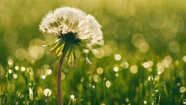 Find the Way and the Will to Be at Peace with Your Pain