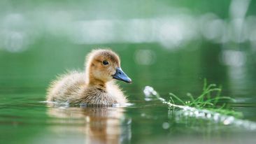 Four Healing Insights to Rise Above Painful Self-Limitation