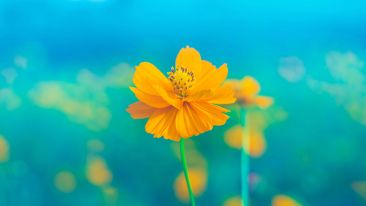 The Aim of All True Spiritual Teachings