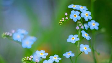 The Flowering of a Whole New You