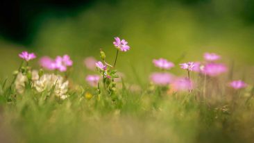 Fulfilling the True Purpose of Life