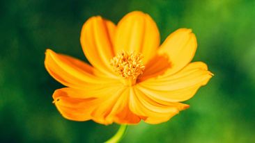 There is Only One Fear, and Only One Way to Be Free of It