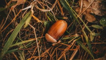 Sow the Seeds of a Consistent Kindness