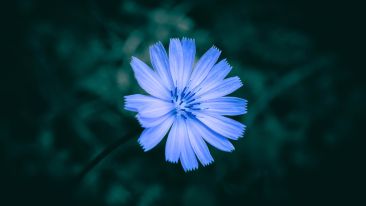 The Innate Need for Greatness
