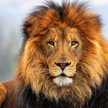 Life Resurrected: The Revelations of C.S. Lewis in The Lion, The Witch, and the Wardrobe