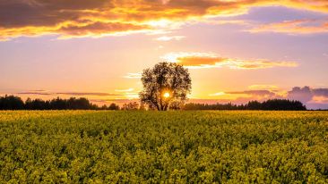 Enter the Perfect Protection of the Presence Moment