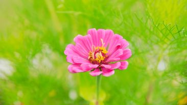Effortlessly Fulfill Your Life's Purpose
