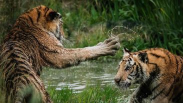 The More You Fight, the Less You Stand to 