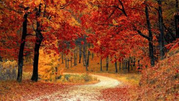 Watching and Remembering Is the Road Home (Blog)